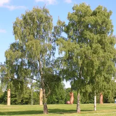 Берёза — компонент Уринель