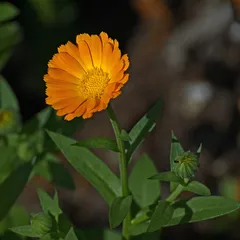 Календула