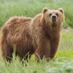 Медвежья желчь — компонент BogatyrPro