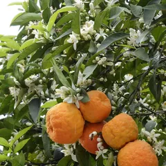Померанец (горький апельсин) — компонент Лептиген Липолайн