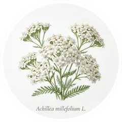 Тысячелистник — компонент Алтайский сбор